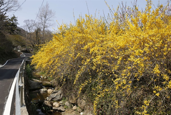 보성 쇠실마을 길목. 노란 개나리꽃이 활짝 피어 발걸음까지 화사하게 해준다.