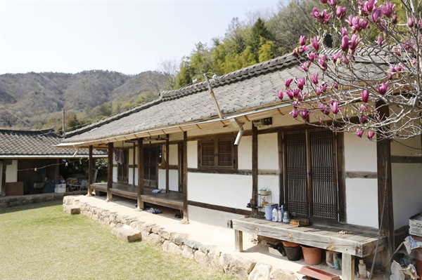  훗날 대한민국임시정부 주석을 지낸 백범 김구가 청년시절 '도망자' 신분으로 찾아와 40여 일 동안 머물렀던 보성 쇠실마을의 김광언의 집. 지금 자목련이 활짝 피어 있다.