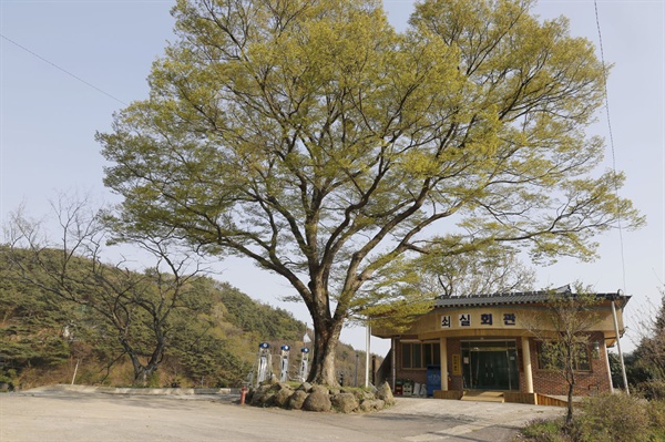 보성 쇠실마을 회관과 느티나무 고목. 주민 100여 명이 살고 있는 쇠실마을은 키위를 많이 재배하고 있다.