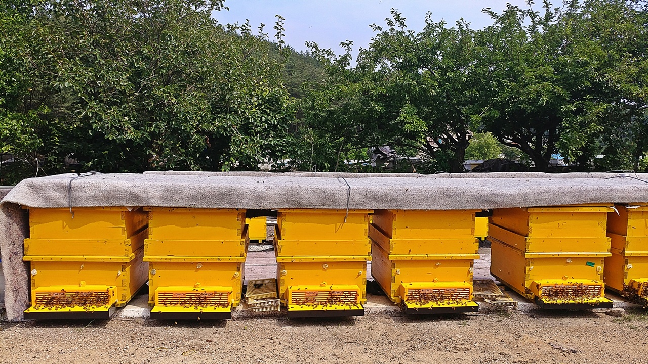 일부 모르는 이들이 화분을 벌똥으로 안다. 이처럼 특수하게 제작된 벌통을 설치해 벌이 꿀과 함께 꽃에서 모아온 꽃가루만 별도로 수집할 수 있다.