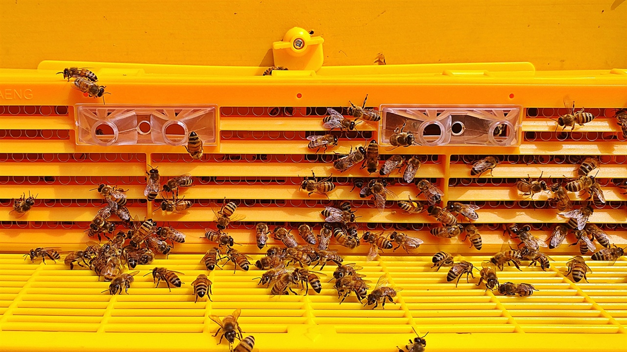 향해 날아간 벌들이 꿀과 꽃가루를 가져오면 이곳을 통해 드나들며 꿀은 안쪽 벌집에 저장하고 꽃가루는 아래 통에 분리돼 모이게 된다.