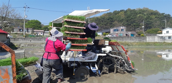  창원시 마산합포구 진전면 이명리 정달마을의 모내기.