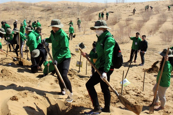 KF 한중 녹색봉사단원들이 지난 3월 31일 오전 중국 쿠부치 사막에 위치한 미래숲 사막기지 인근에 나무를 심고 있다.