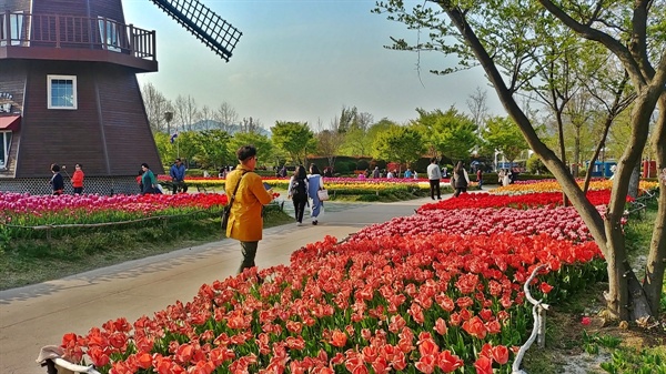 네덜란드 정원에는 형형색색의 아름다운  튤립 꽃이 만발했다.
