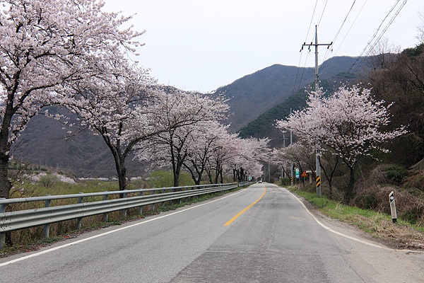 회문산으로 가는 길가에는 벚꽃이 흐드러지게 피어 있었다.