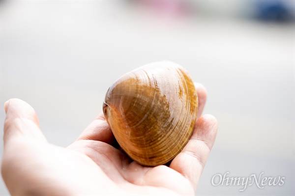 명주조개의 살은 전복과 바지락의 장점만 모아 놓은 듯 쫄깃함과 부드러움이 있다. 명주 조갯살을 씹으면 진한 조개 향이 먼저 침샘을 자극하고 은은한 단맛이 미각 세포를 일깨운다.