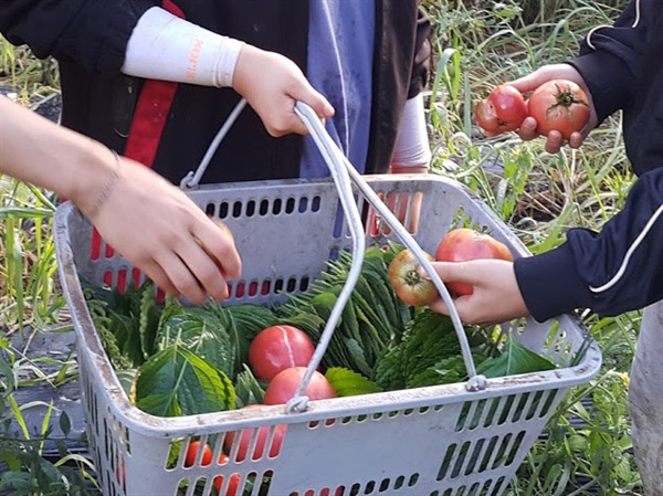  끝도 없이 쏟아져나오는 야채를 수확하다보면, 당연히 나눠먹고 당연히 장아찌를 담그게 된다