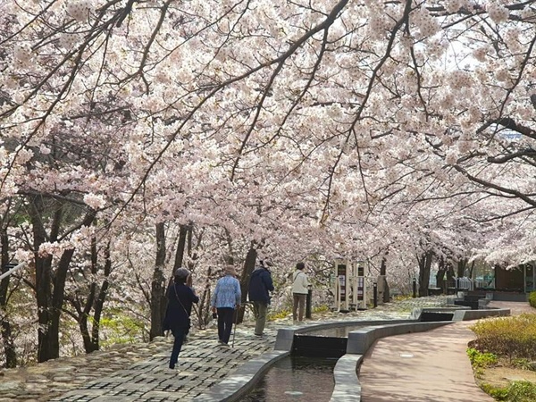 벚꽃이 만개한 오색 족욕체험길