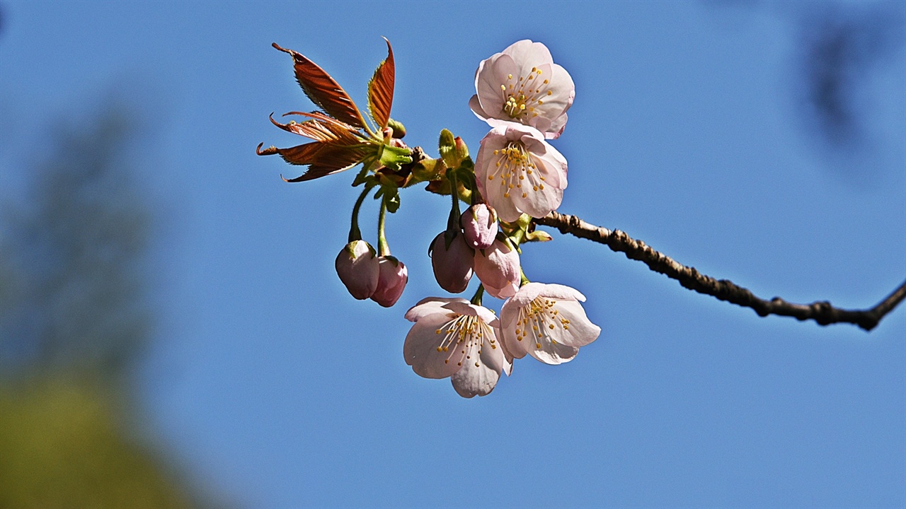 산벚꽃 묘목을 길러 심은 벚나무와 달리 자연 상태에서의 산벚은 잎과 꽃이 동시에 피고 나온다.