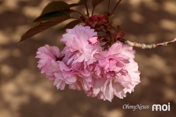짙은 연분홍색을 뛴 경주 불국사 겹벚꽃 모습