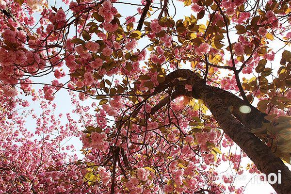 경주 불국사 겹벚꽃의 아름다운 모습