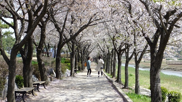  공원 가운데에 펼쳐진 벚꽃터널. 