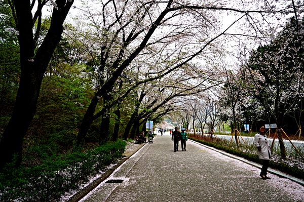 서울대공원 가는길의 벚꽃