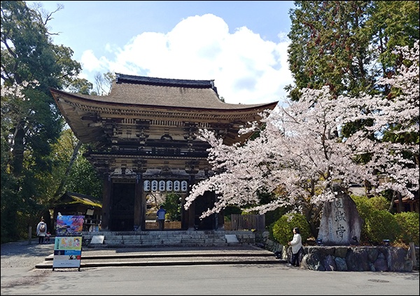 시가현 오오츠시에 있는 원성사(일명 삼정사) 전경, 원성사 빗돌이 벚꽃에 가려있다.