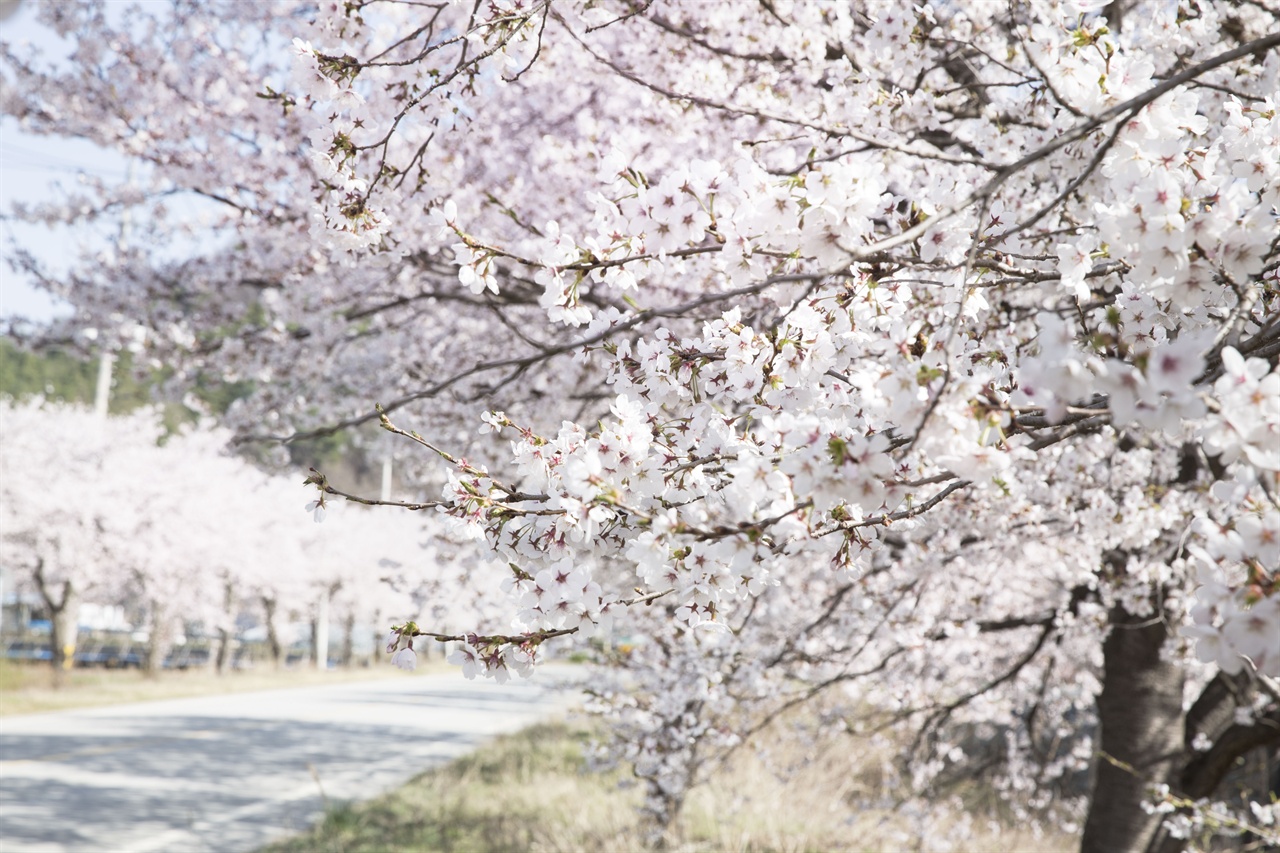 속리산 가는 길    말티재에서 속리산 법주사까지는 벚꽃명소이다. 인근지역보다 4-5도가량 낮아 벚꽃시기가 일주일 가량 늦다. 