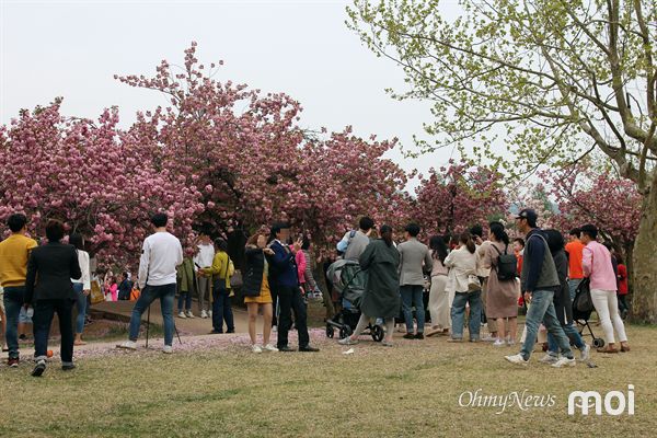 경주 불국사 겹벚꽃 주요 사진포인트에 인생 사진을 찍기 위해 줄을 서서 순서를 기다리는 모습
