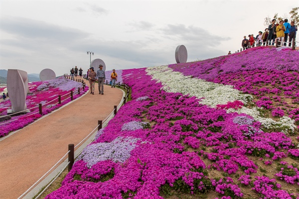 제3회 산청 생초 국제조각공원 꽃잔디 축제에서 2만5000㎡ 규모에 식재된 꽃잔디가 장관을 이루고 있다