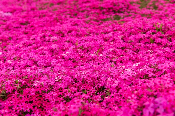 제3회 산청 생초 국제조각공원 꽃잔디 축제에서 2만5000㎡ 규모에 식재된 꽃잔디가 장관을 이루고 있다