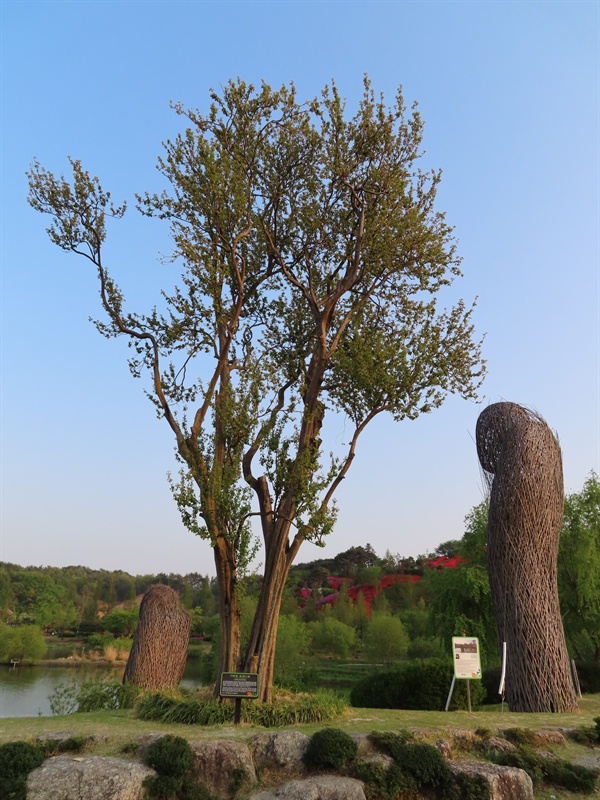 별량면 대동마을에서 300년을 살던 모과나무는 박람회 관계자가 마을 할머니의 목숨을 구한 것이 계기가 되어 정원으로 이사했다. 