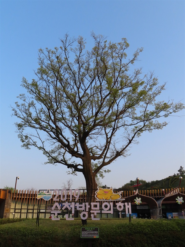 풍덩독 배수펌프장 옆 공원 조성 때 벌목될 운명이던 60년 된 팽나무는 국내에 두 대 뿐인 8NC 굴삭기를 이용해 정원으로 옮겨져, 그 위풍당당한 모습을 고스란히 살릴 수 있었다.