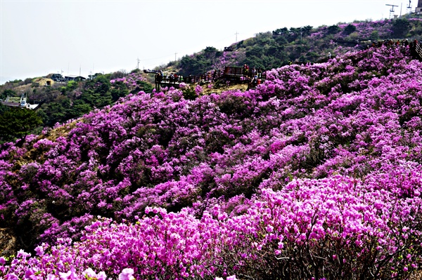 강화 고려산의 진달래꽃, 21일 축제가 끝났지만 화려한 진달래꽃은 아직 싱싱하다.
