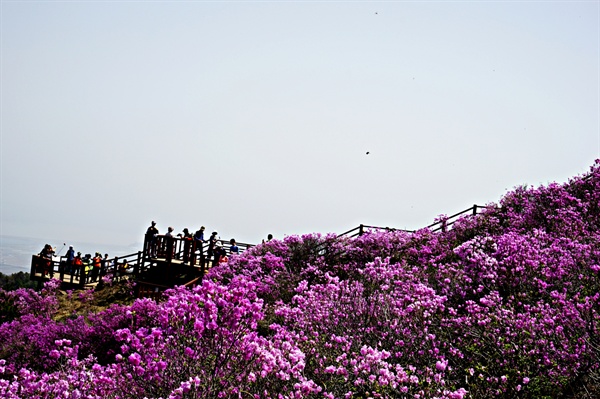 진달래가 만개한 꽃밭에서 기념 촬영을 하는 등산객들