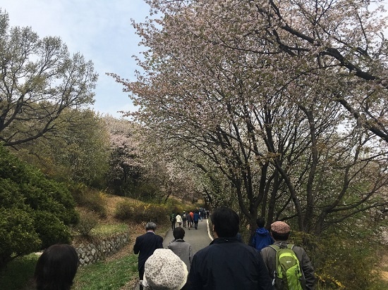 망우리묘지공원의 벚나무들은 해마다 죽은 이들을 위해 연분홍 꽃비를 뿌린다.