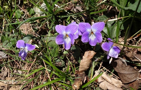 제비꽃.