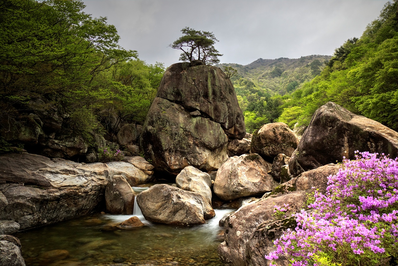 하동 의신계곡의 서산대사 명상바위 의신계곡의 서산대사 명상바위 주변에 수달래가 피면, 사진작가들이 모여 든다. 그들이 선호하는 사진 포인트라 해도 과언이 아니다.