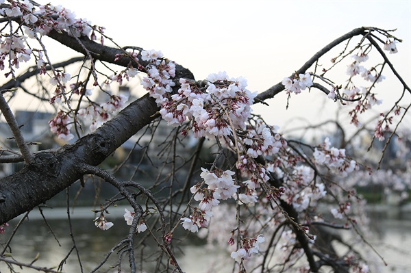 3월말이면 흔히 보는 교토의 벚꽃놀이