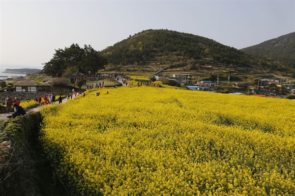청산도를 찾은 여행객들이 노란 유채꽃밭 사이로 난 길을 따라 걸으며 청산도의 봄을 만끽하고 있다. 그 너머로 복원된 청산진성이 보인다.