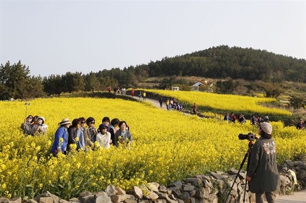 청산도를 찾은 여행객들이 '봄의왈츠' 세트장 부근의 유채밭에서 기념사진을 찍고 있다.