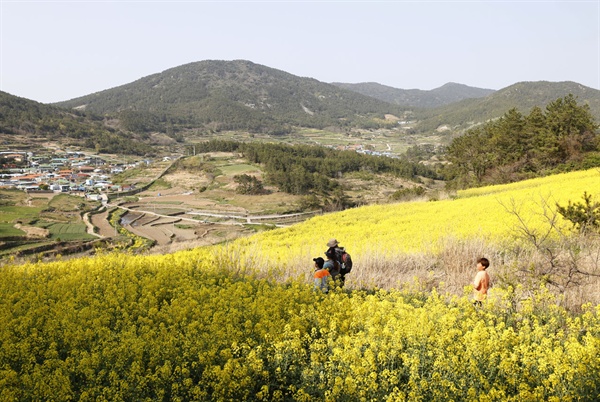 노란 유채꽃과 어우러지는 청산도 섬마을 풍경. 청산도를 찾은 한 가족이 유채밭 사잇길을 따라 당리마을로 향하고 있다.