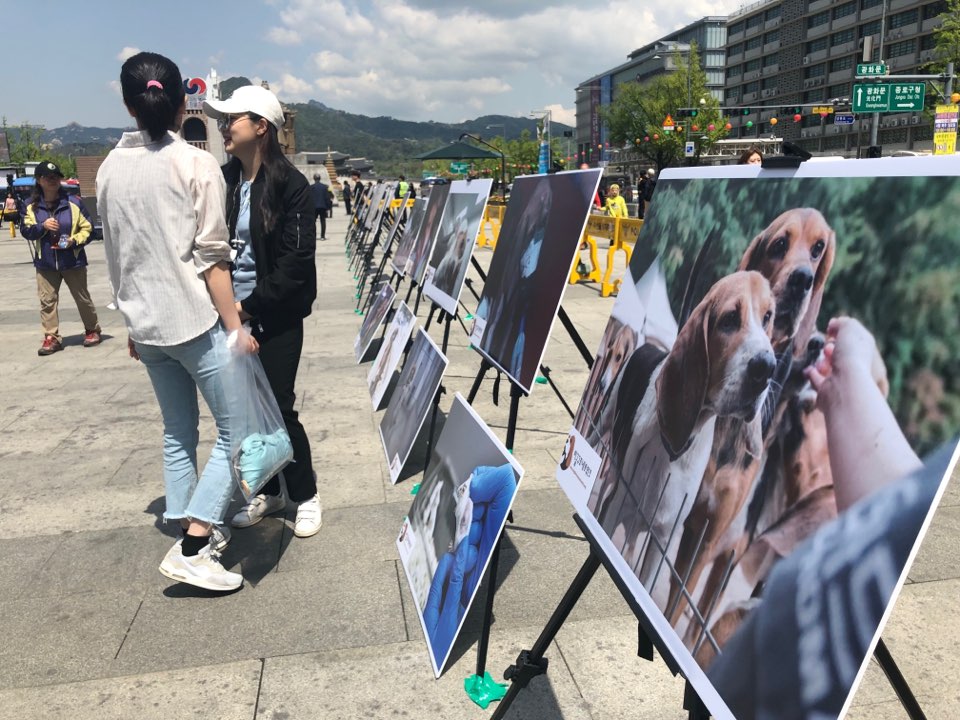 27일 오후 12시 '개복제 중단과 은퇴 탐지견 구조를 위한 국민 대집회'가 서울 광화문 광장에서 열렸다. 