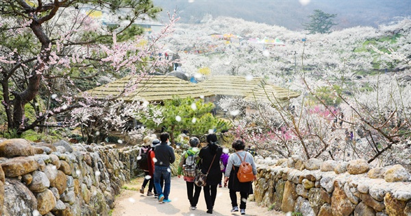  지난 3월에 열린 광양매화축제에 134만명이 다녀간 것으로 조사됐다. 