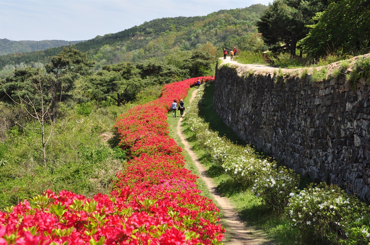 모양성이라고도 불리는 고창읍성은 봄이면 성벽둘레에 붉은 철쭉이 
피어나 장관을 연출한다.