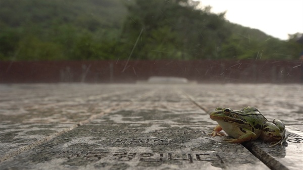 봉하마을의 사계절과 생태계를 담은 다큐멘터리 영화 <물의 기억> 한 장면.