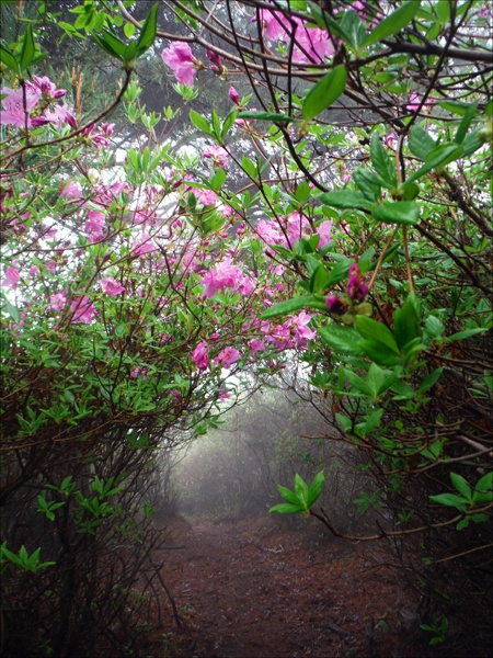     한가한 걸음으로 친구와 이야기 나누며 걷고 싶었던 연홍빛 산철쭉 꽃길이 이쁘디이쁘다.