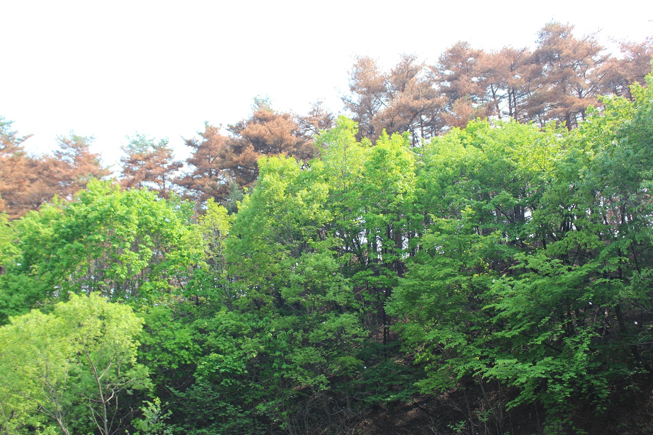  쉽게 불에 타버린 소나무와 달리 활엽수들은 타버린 밑둥을 치유하며 잎을 틔웠다.