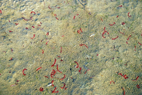 지난해 1월 세종보가 개방되고 드러난 강바닥에 온통 펄밭에 환경부 수생태 최악의 오염지표종인 붉은깔따구만 득시글했다.