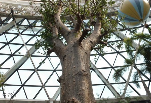 평균 수령이 2천년이라는 바오밥 나무.