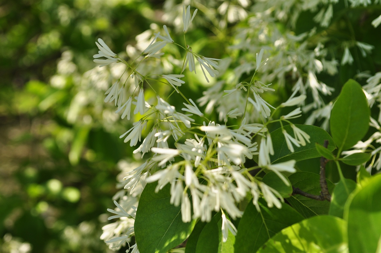  활짝 핀 이팝꽃.  이팝나무는 물푸레나무과의 교목으로 5월에 하얀 꽃이 온 나무를 소복하게 덮을 정도로 핀다.