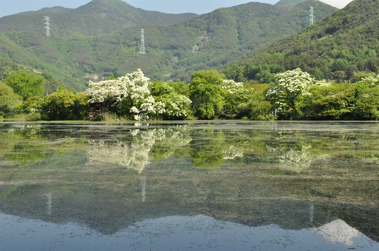  해마다 오월이면 저수지에 투영된 완재정과 이팝꽃을 보기 위해 
사진작가와 관광객들이 몰려 든다.