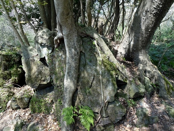 돌틈에 뿌리를 내리고 사는 나무들. 
