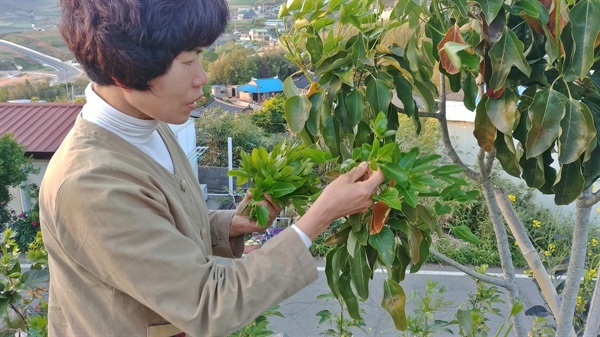 여수 황칠본가 최영자 대표가 황칠 새순을 채취하고 있다. 
