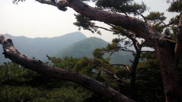  경남 사천시 곤양면 봉명산의 적송 사이로 선계가 보이는 듯합니다.