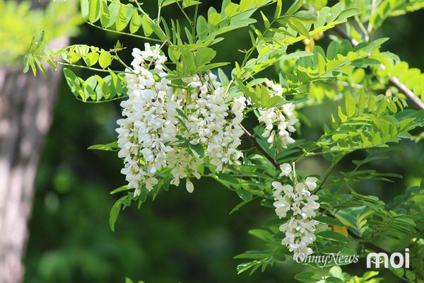 10일 오전 경주 송화산 등산길에서 찍은 아카시아꽃의 모습