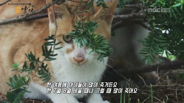  < MBC 스페셜 > '고냥이' 편의 한 장면