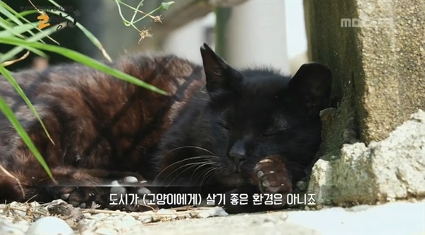  < MBC 스페셜 > '고냥이' 편의 한 장면