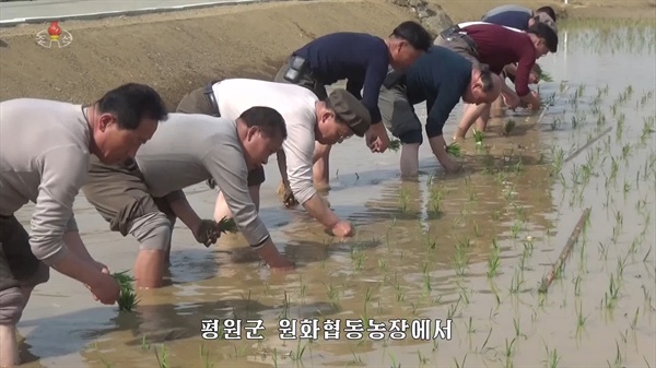 북한 평원군 원화리 농장에서 올해 첫 모내기가 시작됐다고 조선중앙TV가 11일 보도했다. 사진은 중앙TV가 공개한 원화농장 모내기 모습.